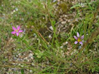 ヒナキキョウソウ？とニワゼキショウ