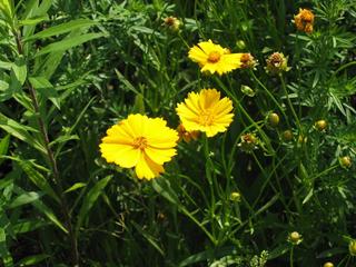 アップにしてみた