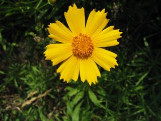 花（頭状花と舌状花の塊）をさらにアップ