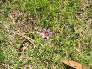 ニワゼキショウ