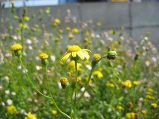 黄色い野菊を発見