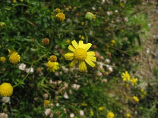 黄色い野菊をアップ