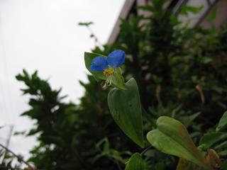 返り咲きのツユクサ