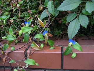 返り咲きのツユクサ集団