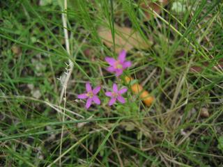 ヒナキキョウソウ３姉妹